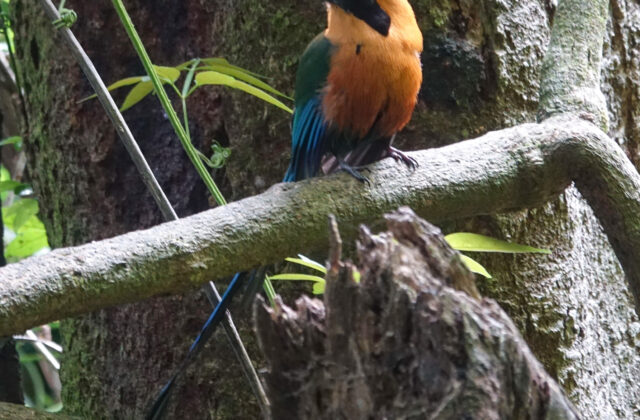 Rufous Motmot