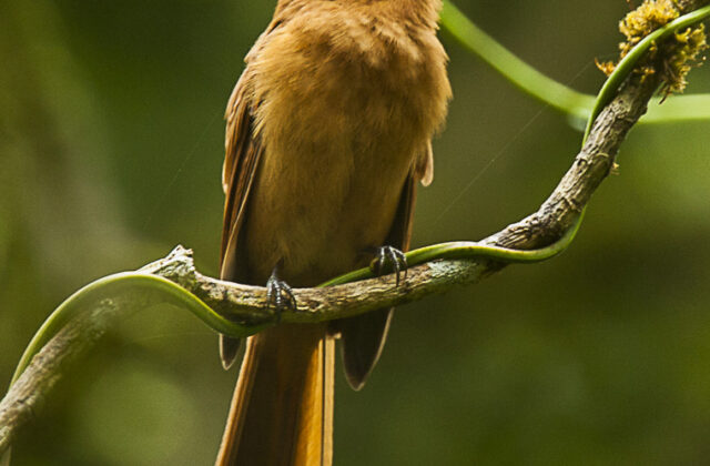 Rufous Mourner