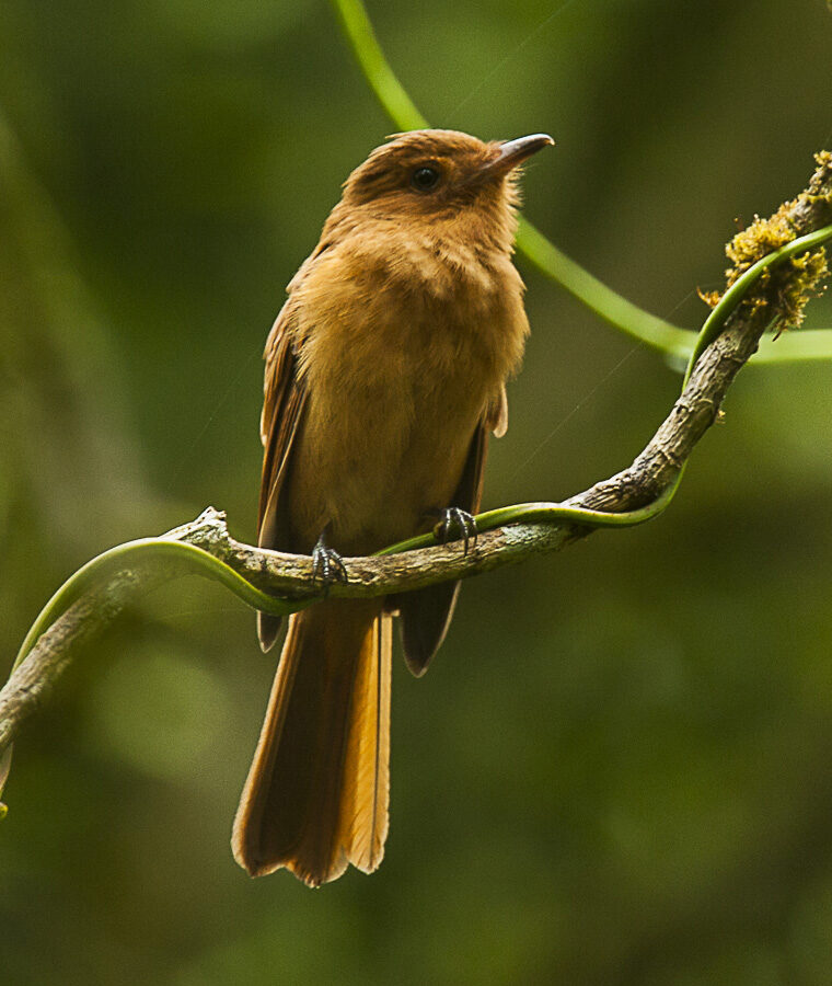 Rufous Mourner