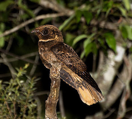 Rufous Nightjar
