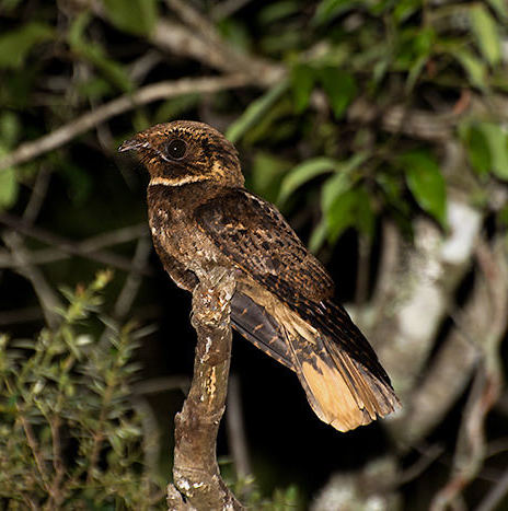 Rufous Nightjar
