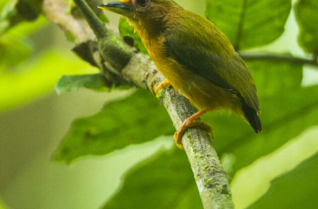 Rufous Piculet
