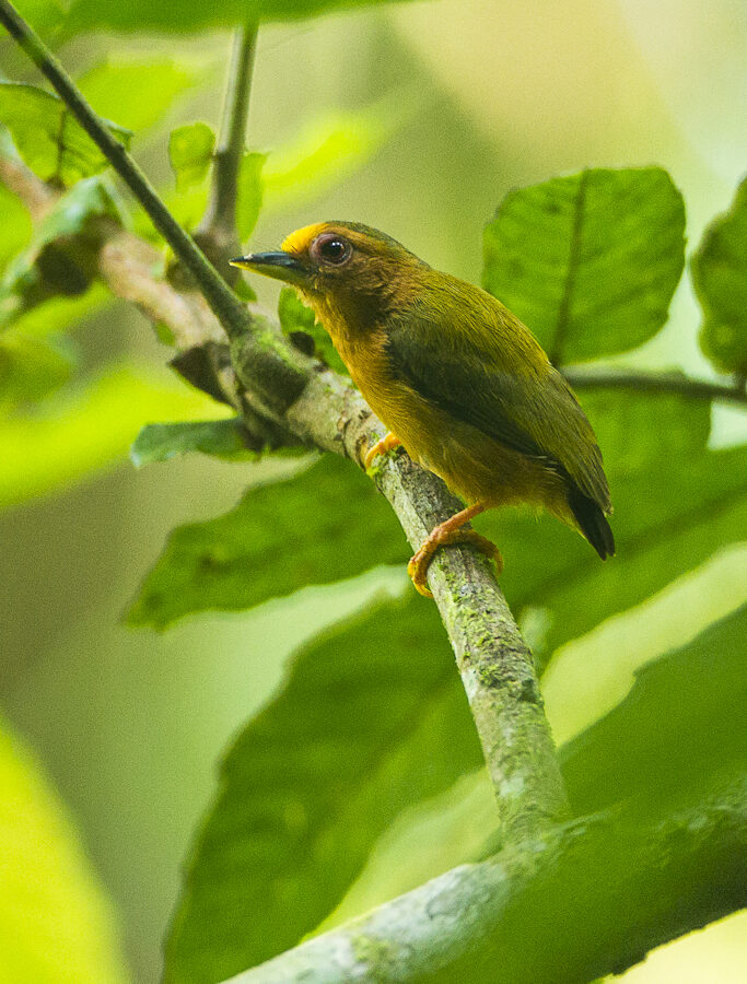 Rufous Piculet
