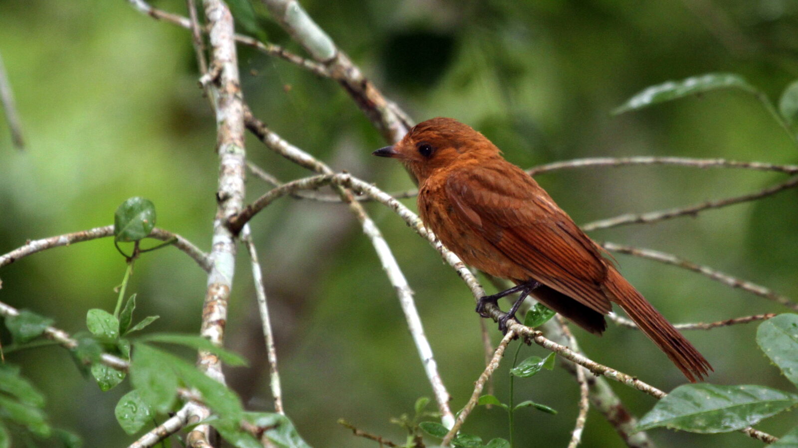 Rufous Piha
