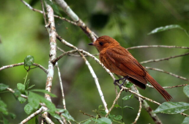 Rufous Piha