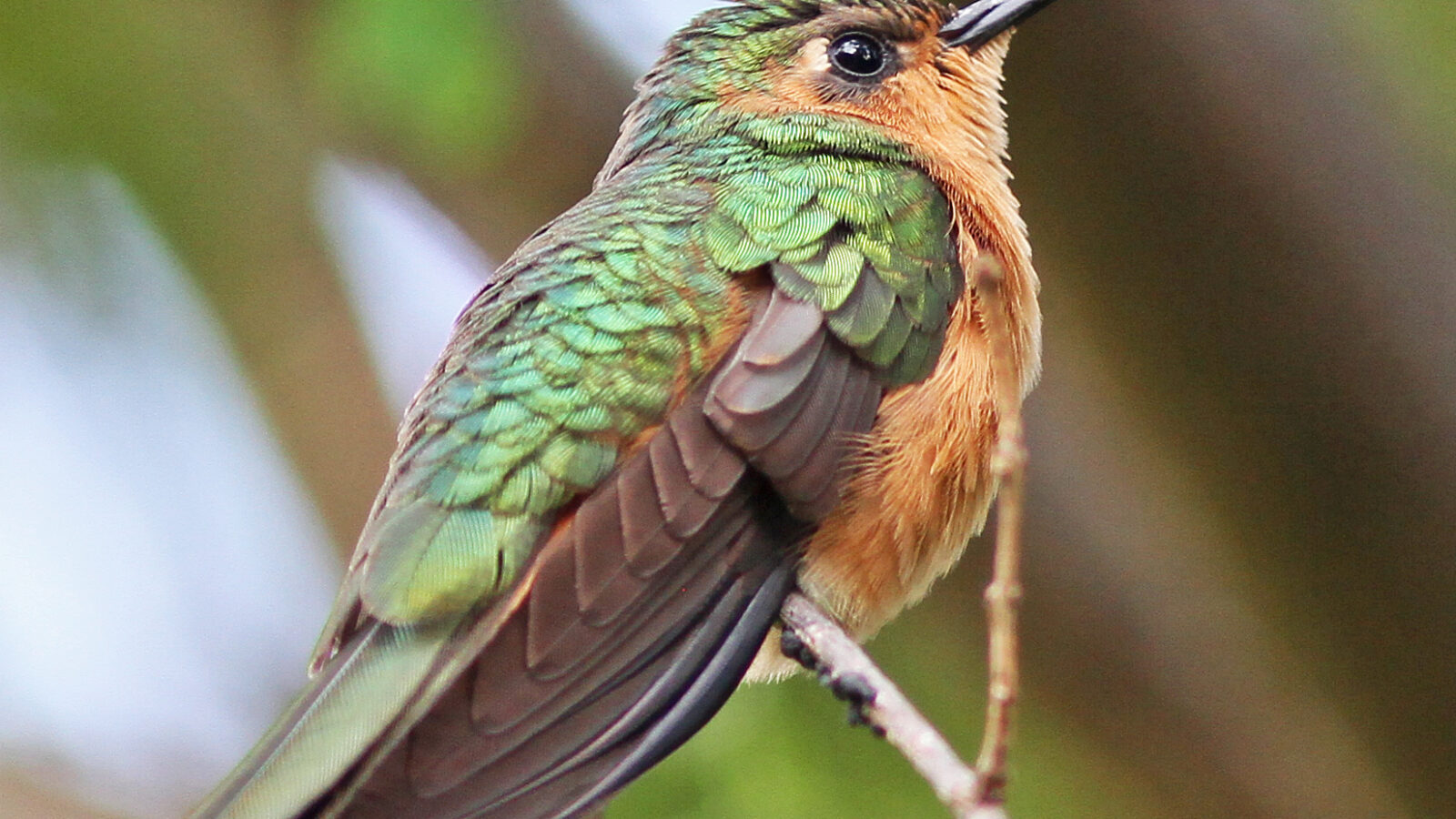 Rufous Sabrewing