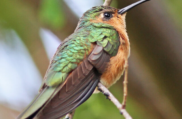 Rufous Sabrewing