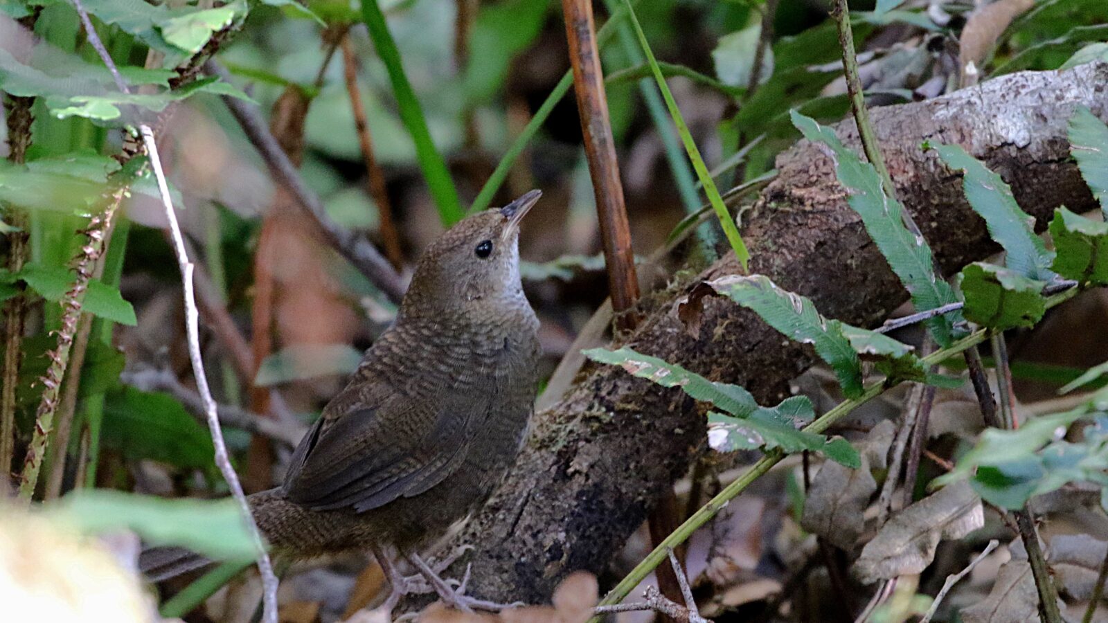 Rufous Scrubbird