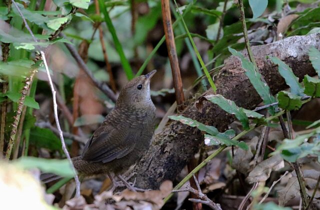 Rufous Scrubbird