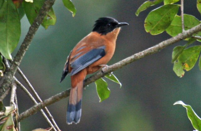 Rufous Sibia