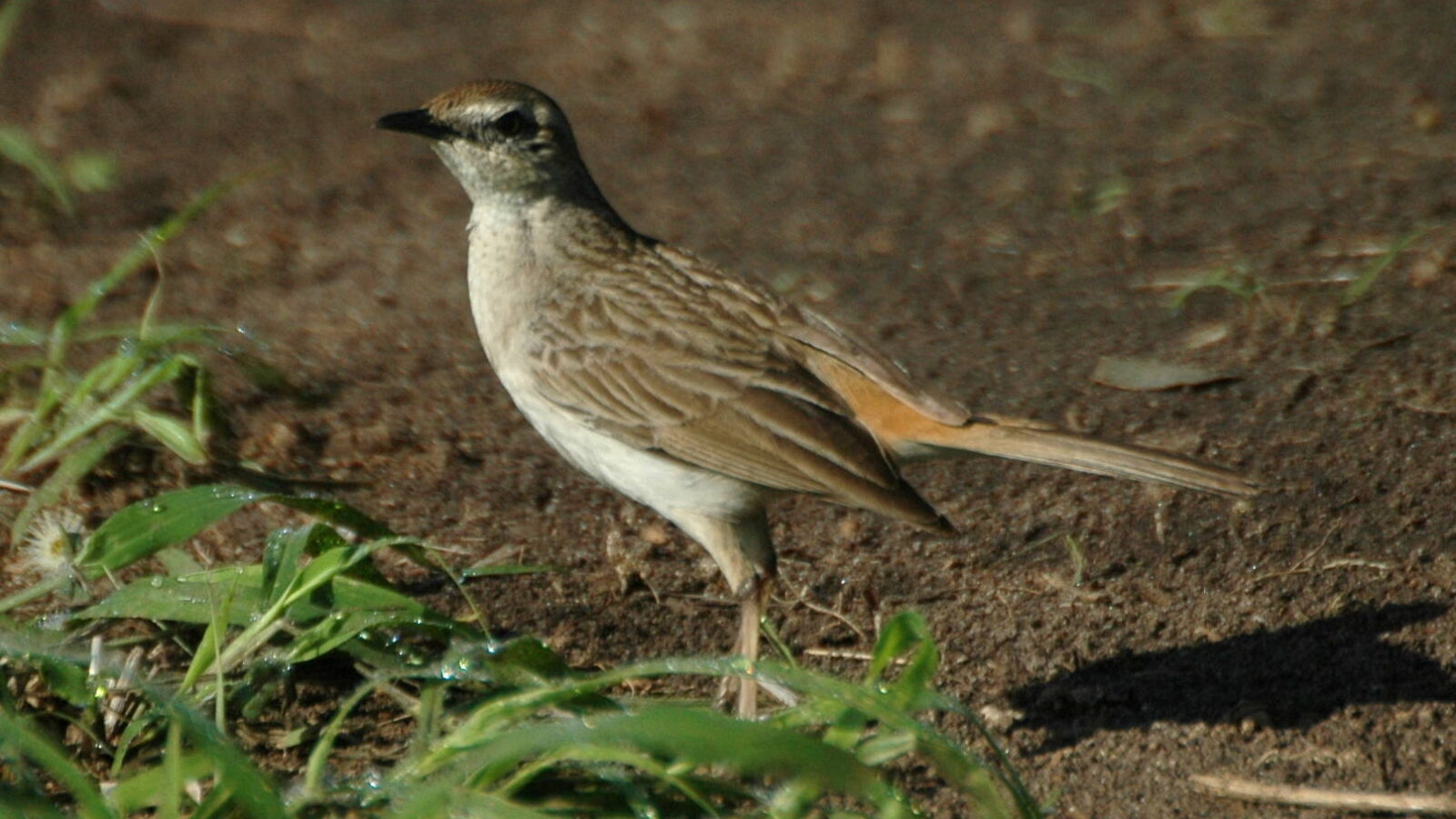 Rufous Songlark