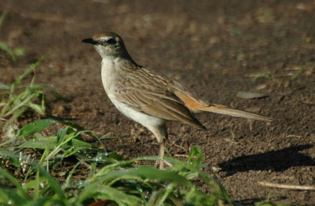 Rufous Songlark