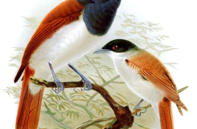 Rufous Vanga