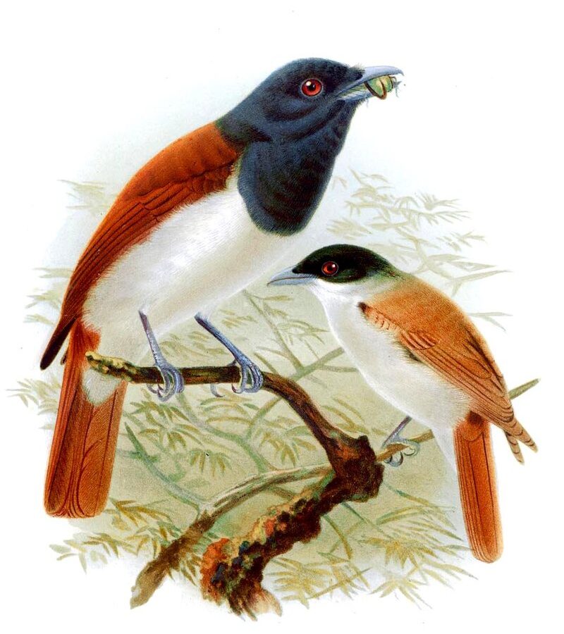 Rufous Vanga