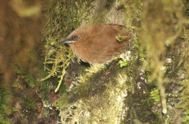 Rufous Wren