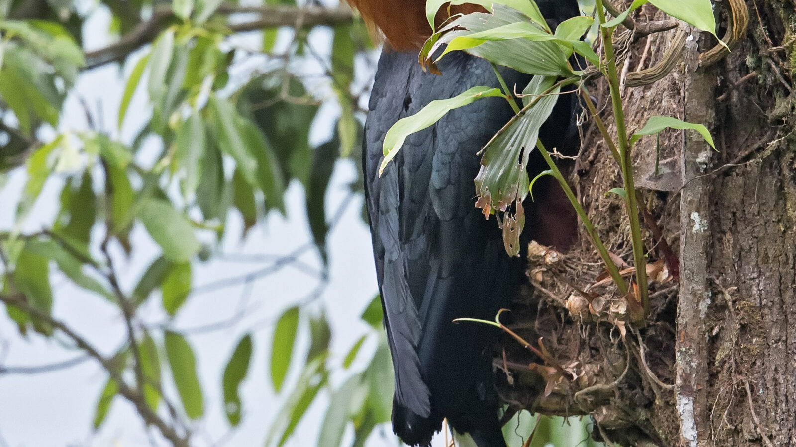 Rufous-necked Hornbill