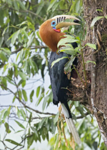 Rufous-necked Hornbill
