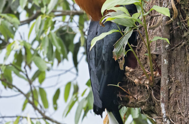 Rufous-necked Hornbill