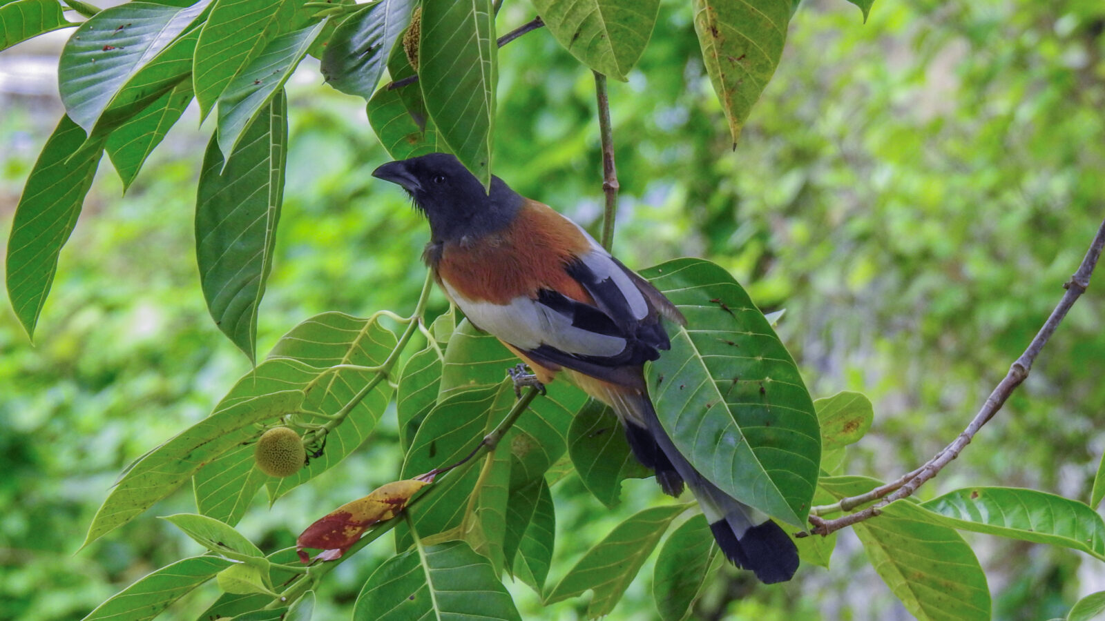 Rufous Treepie