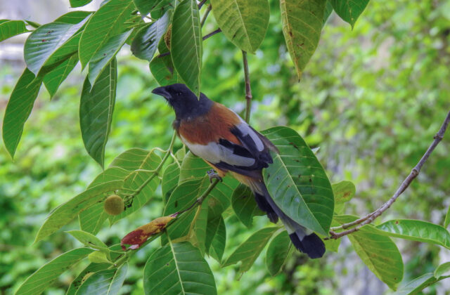 Rufous Treepie