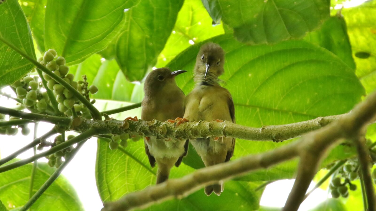Long-billed White-eye