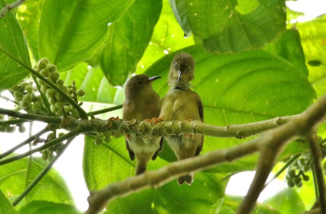 Long-billed White-eye