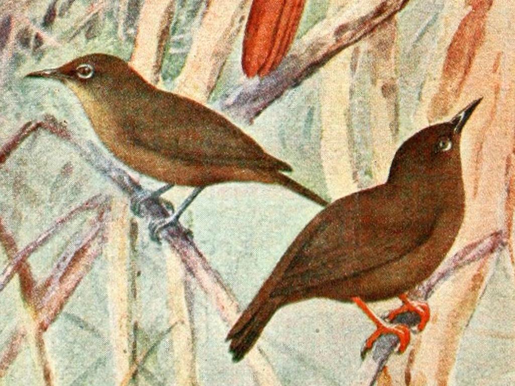Teardrop White-eye