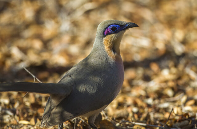 Running Coua