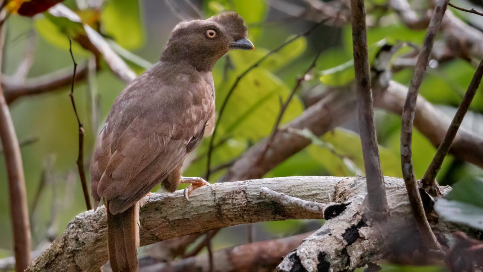 Guianan Cock-of-the-rock