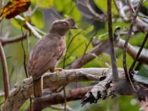 Guianan Cock-of-the-rock