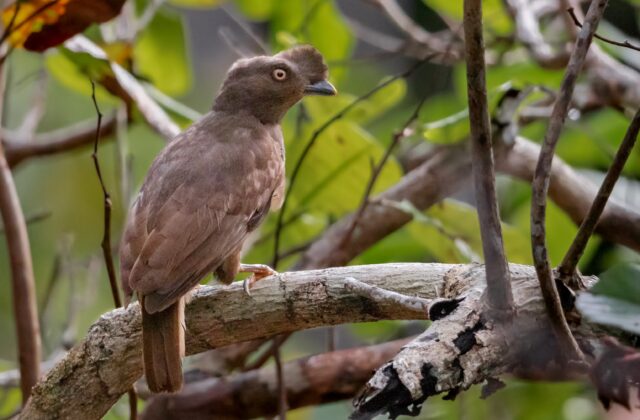 Guianan Cock-of-the-rock