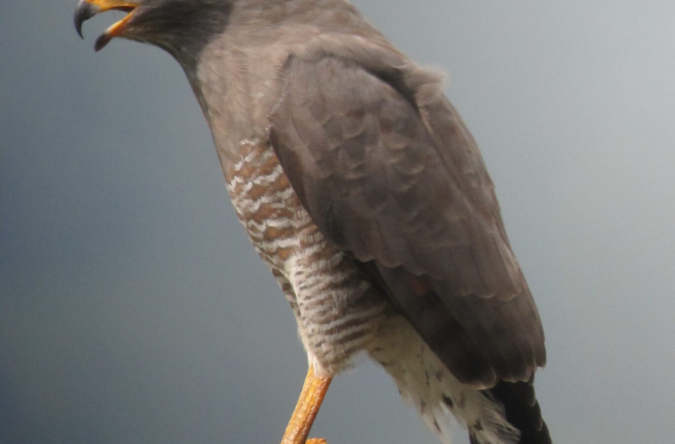 Roadside Hawk