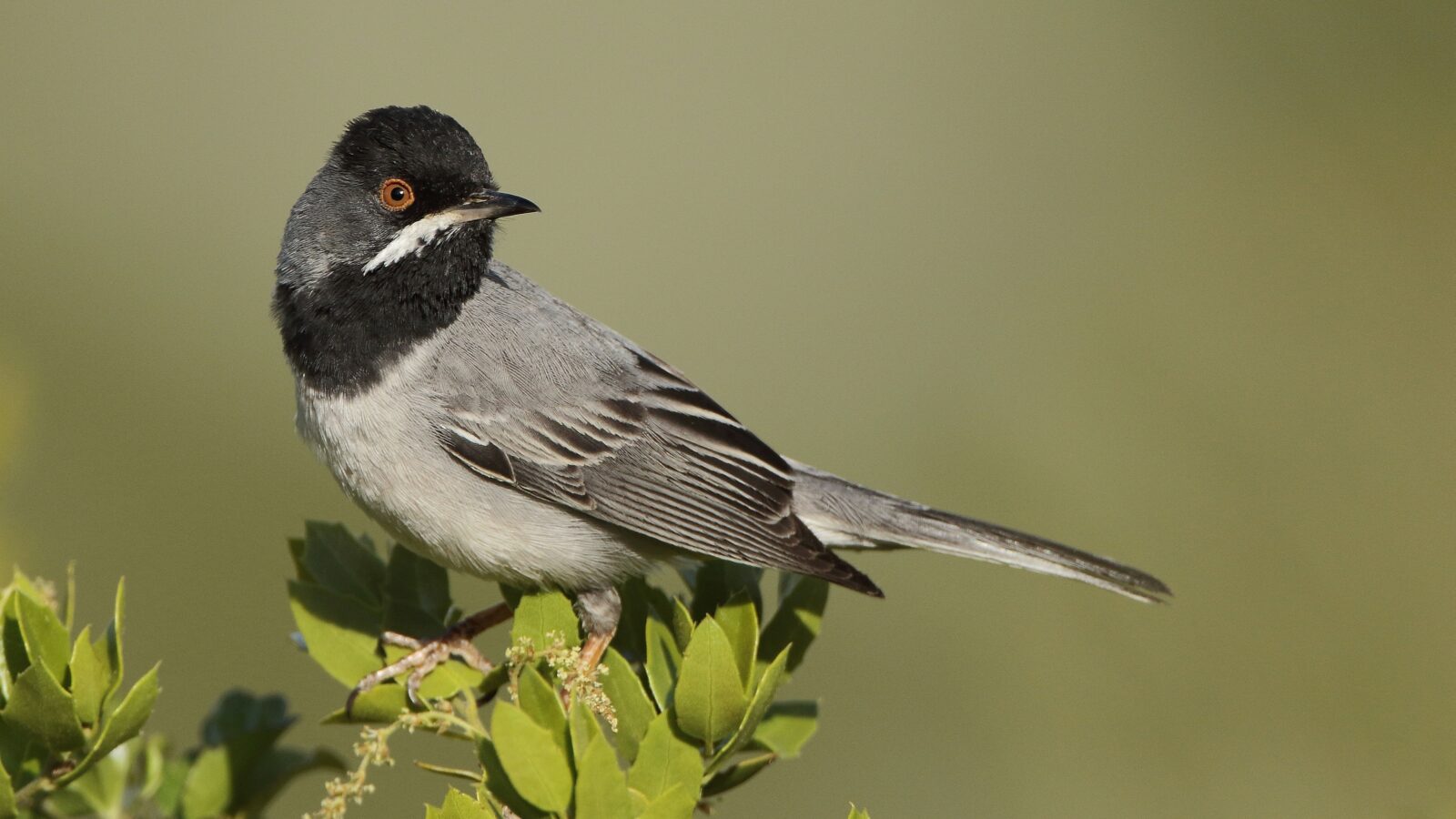 Rüppell’s Warbler