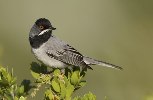 Rüppell’s Warbler