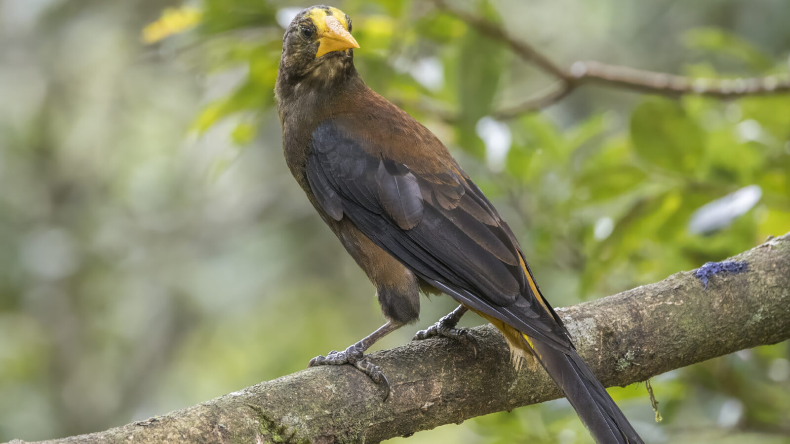 Russet-backed Oropendola