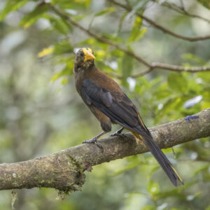 Russet-backed Oropendola