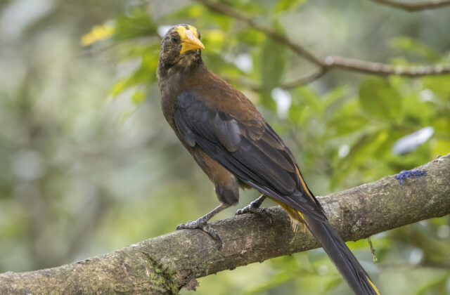 Russet-backed Oropendola