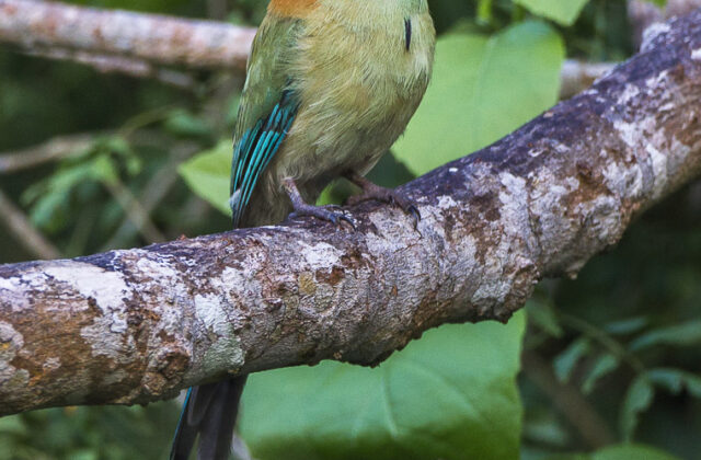 Russet-crowned Motmot