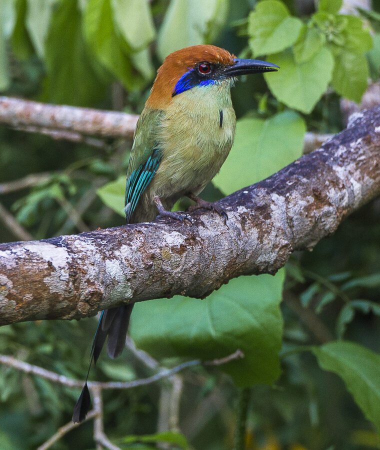 Russet-crowned Motmot
