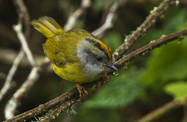Russet-crowned Warbler