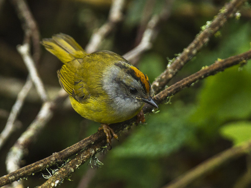 Russet-crowned Warbler