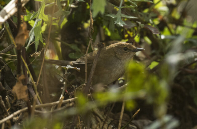 Russet Bush Warbler