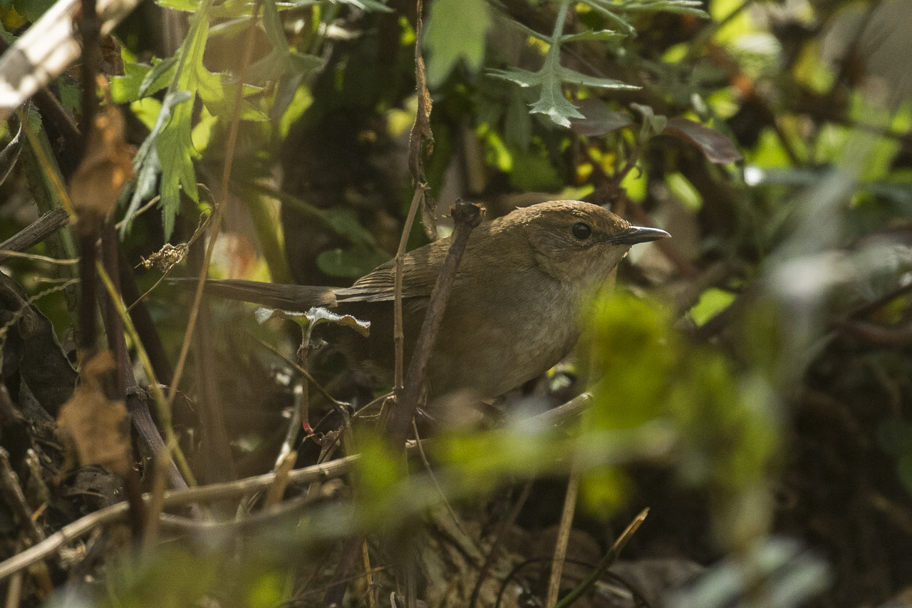 Russet Bush Warbler