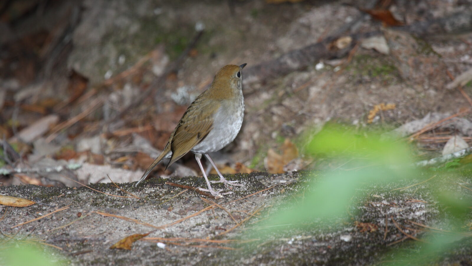 Russet Nightingale-Thrush