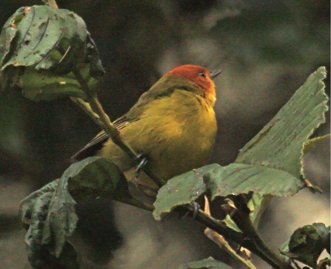 Rust-and-yellow Tanager
