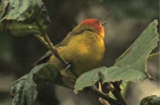 Rust-and-yellow Tanager