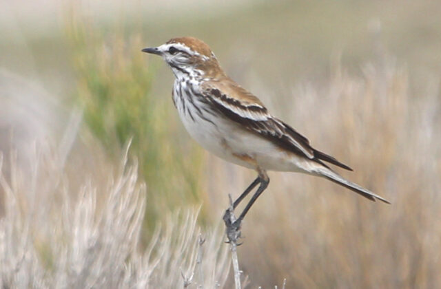 Rusty-backed Monjita