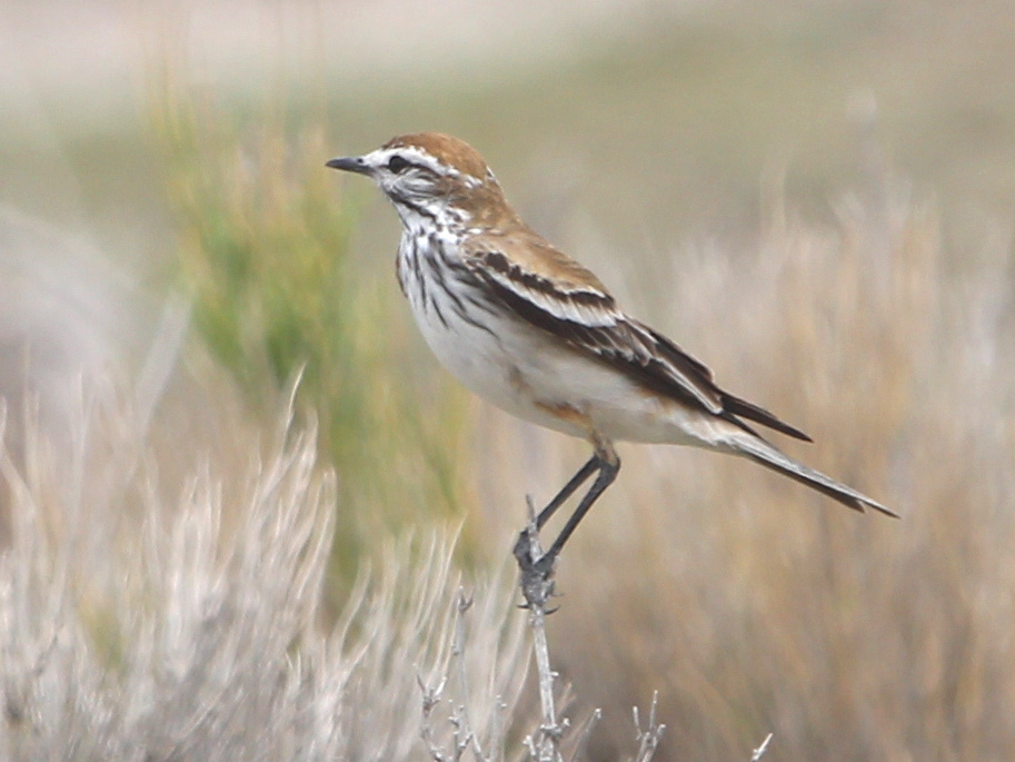 Rusty-backed Monjita