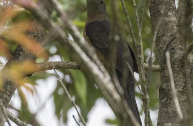 Sunda Brush Cuckoo