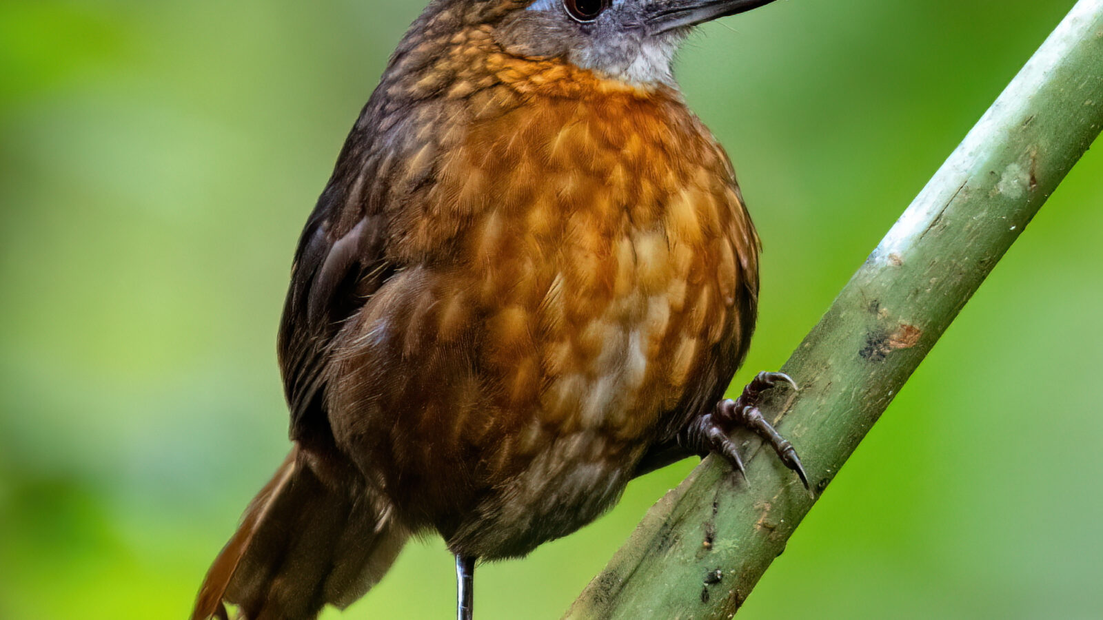 Rusty-breasted Wren-Babbler